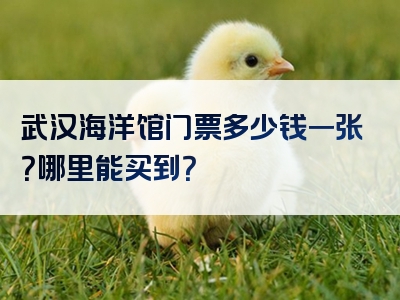武汉海洋馆门票多少钱一张？哪里能买到？