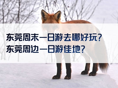东莞周末一日游去哪好玩？东莞周边一日游佳地？