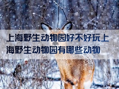 上海野生动物园好不好玩上海野生动物园有哪些动物