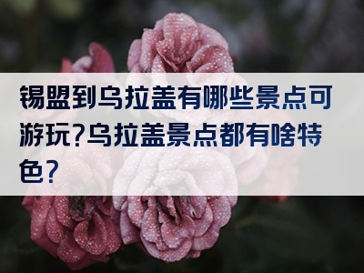 锡盟到乌拉盖有哪些景点可游玩？乌拉盖景点都有啥特色？