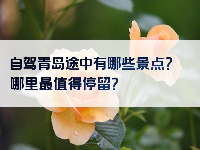 自驾青岛途中有哪些景点？哪里最值得停留？