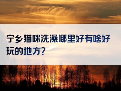 宁乡猫咪洗澡哪里好有啥好玩的地方？