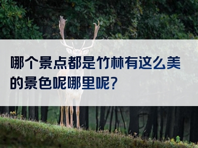 哪个景点都是竹林有这么美的景色呢哪里呢？