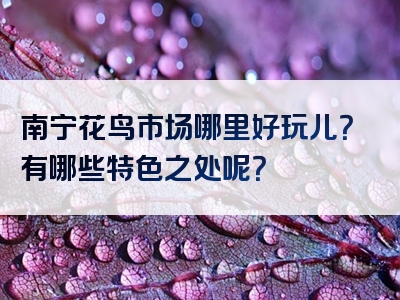 南宁花鸟市场哪里好玩儿？有哪些特色之处呢？