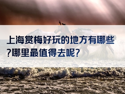 上海赏梅好玩的地方有哪些？哪里最值得去呢？