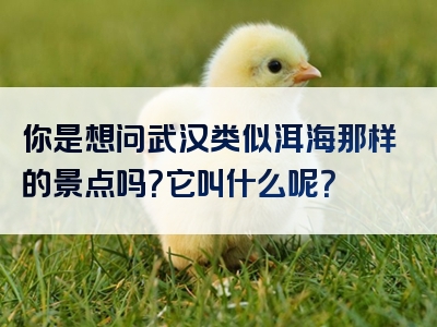 你是想问武汉类似洱海那样的景点吗？它叫什么呢？