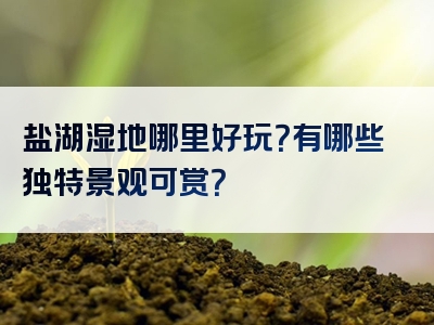 盐湖湿地哪里好玩？有哪些独特景观可赏？