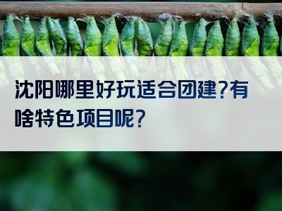 沈阳哪里好玩适合团建？有啥特色项目呢？