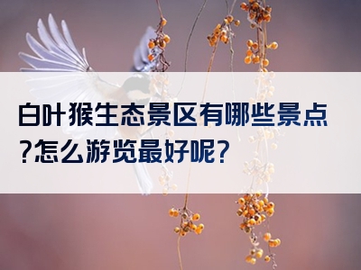白叶猴生态景区有哪些景点？怎么游览最好呢？