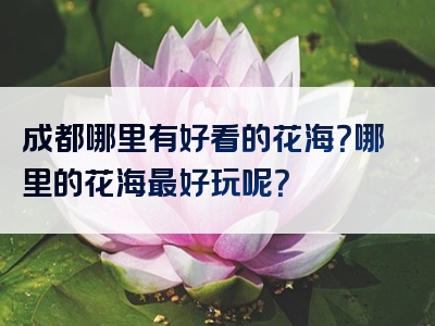 成都哪里有好看的花海？哪里的花海最好玩呢？