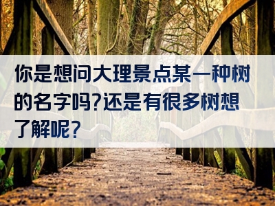你是想问大理景点某一种树的名字吗？还是有很多树想了解呢？