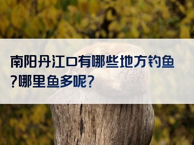 南阳丹江口有哪些地方钓鱼？哪里鱼多呢？
