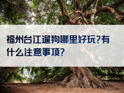 福州台江遛狗哪里好玩？有什么注意事项？