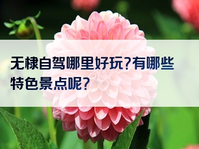 无棣自驾哪里好玩？有哪些特色景点呢？