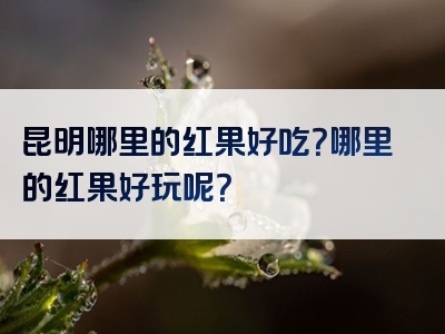 昆明哪里的红果好吃？哪里的红果好玩呢？