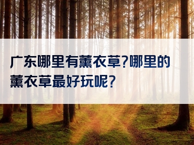广东哪里有薰衣草？哪里的薰衣草最好玩呢？