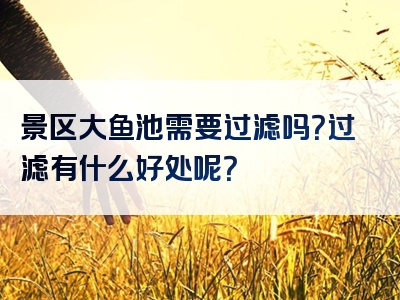 景区大鱼池需要过滤吗？过滤有什么好处呢？