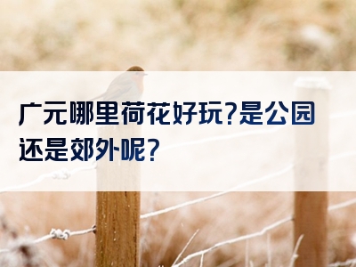 广元哪里荷花好玩？是公园还是郊外呢？