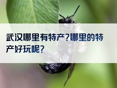 武汉哪里有特产？哪里的特产好玩呢？