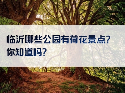 临沂哪些公园有荷花景点？你知道吗？