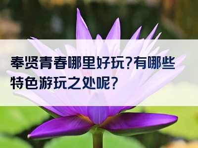 奉贤青春哪里好玩？有哪些特色游玩之处呢？