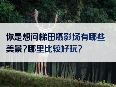 你是想问梯田摄影场有哪些美景？哪里比较好玩？